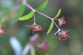 Euphorbia nutans ( Euphorbia maculata ) flowers. Euphorbiaceae annual poisonous plant.