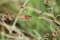 Euphorbia nutans ( Euphorbia maculata ) flowers. Euphorbiaceae annual poisonous plant.