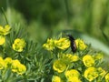 Decorative grass Euphorbia with yellow flowers and beetle.