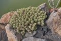 Spiny clump of Euphorbia officinarum