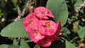 euphorbia ornamental plant. pink flowers, prickly stems