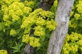 Close up of EUPHORBIA palustris growing among old wooden supports