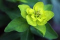 Euphorbia Palustris - Marsh Spurge plant Royalty Free Stock Photo