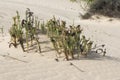 Euphorbia paralias the sea spurge small green colored plant growing in the sand of the dunes with small green leaves on sandy Royalty Free Stock Photo