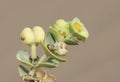 Euphorbia paralias the sea spurge small green colored plant growing in the sand of the dunes with small green leaves on sandy Royalty Free Stock Photo