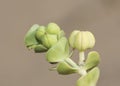 Euphorbia paralias the sea spurge small green colored plant growing in the sand of the dunes with small green leaves on sandy Royalty Free Stock Photo