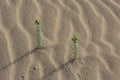 Euphorbia paralias the sea spurge small green colored plant growing in the sand of the dunes with small green leaves on sandy Royalty Free Stock Photo