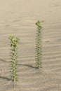 Euphorbia paralias the sea spurge small green colored plant growing in the sand of the dunes with small green leaves on sandy Royalty Free Stock Photo