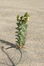 Euphorbia paralias the sea spurge small green colored plant growing in the sand of the dunes with small green leaves on sandy Royalty Free Stock Photo