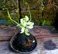 Euphorbia pedilanthus sig sag flower on kokedamas coconut shell