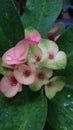 Euphorbia pink and green
