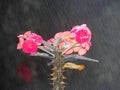 Euphorbia pink plant cool water drop
