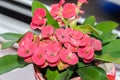 Euphorbia pink red flowers, crown of thorns, Christ plant