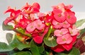 Euphorbia pink red flowers, crown of thorns, Christ plant