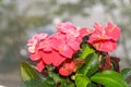 Euphorbia pink red flowers, crown of thorns, Christ plant Coronita lui Iisus