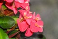 Euphorbia pink red flowers, crown of thorns, Christ plant Coronita lui Iisus