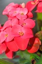 Euphorbia pink red flowers, crown of thorns, Christ plant Coronita lui Iisus