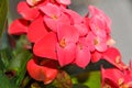 Euphorbia pink red flowers, crown of thorns, Christ plant Coronita lui Iisus