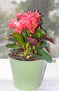 Euphorbia pink red flowers, crown of thorns, Christ plant Coronita lui Iisus