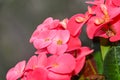 Euphorbia pink red flowers, crown of thorns, Christ plant Coronita lui Iisus