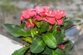Euphorbia pink red flowers, crown of thorns, Christ plant Coronita lui Iisus