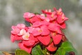 Euphorbia pink red flowers, crown of thorns, Christ plant Coronita lui Iisus