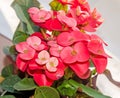 Euphorbia pink red flowers, crown of thorns, Christ plant Royalty Free Stock Photo