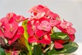 Euphorbia pink red flowers, crown of thorns, Christ plant