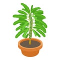 Euphorbia plant icon, cartoon style