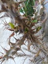 Euphorbia plant nature calm peace love