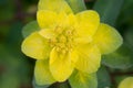Euphorbia polychroma, cusion spyrge yellow flower closeup selective focus Royalty Free Stock Photo
