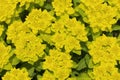 Euphorbia polychroma flowers in a garden