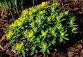 Euphorbia polychroma Inflorescences are composed of luminous periwinkle-green-yellow bracts The flowers themselves lack petals. re