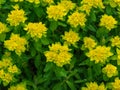 Euphorbia polychroma with yellow flowers