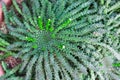 Euphorbia pugniformis cactus top view