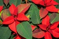 Euphorbia pulcherrima blooming flower. Red Christmas poinsettia or Christmas Star, close up Royalty Free Stock Photo