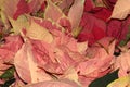 Euphorbia pulcherrima `Marble Early Twilight` Royalty Free Stock Photo
