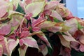Euphorbia pulcherrima `Pink`, Royalty Free Stock Photo
