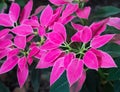 Euphorbia pulcherrima plant or poinsetia as decoration