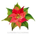 Euphorbia pulcherrima plant with red and green leaves