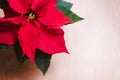 Euphorbia pulcherrima, poinsetta on wooden surface with space.