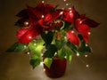 Euphorbia pulcherrima in a red flower pot and little lights