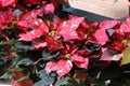 Euphorbia pulcherrima `Red Glitter` Royalty Free Stock Photo