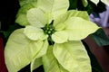 Euphorbia pulcherrima `Yellow Snow` Royalty Free Stock Photo