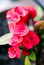 Euphorbia red flower macro background wallpaper high quality prints 50,6 Megapixels