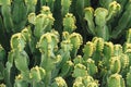 Euphorbia resinifera cactus with flowers closeup