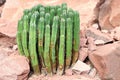 Euphorbia resinifera - Resin spurge