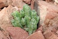 Euphorbia resinifera - Resin spurge
