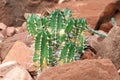 Euphorbia resinifera - Resin spurge