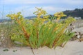 Euphorbia rigida flowering. Portugal.